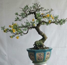 Mai bình định.