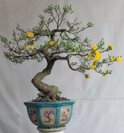 Mai bình định.