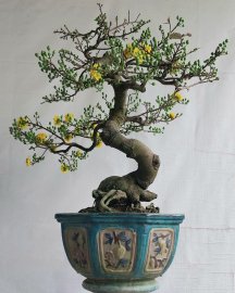 Mai bình định.