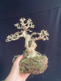 Gl sam núi trái mini già ạ