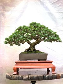 Linh sam