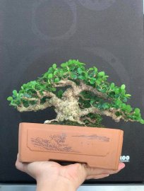 Antidesma acidum mini tree