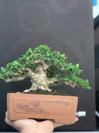 Antidesma acidum mini tree