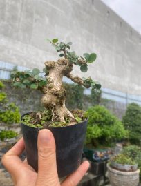 Sam núi mini lắc, đế đẹp giá mềm ạ