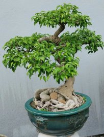 Sanh quê