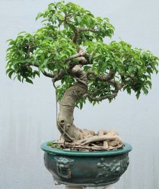Sanh quê