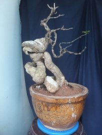 Em là hoa Giấy " Rồng Vàng "...