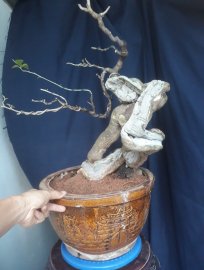 Em là hoa Giấy " Rồng Vàng "...