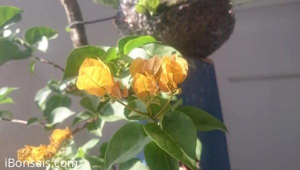 Em là hoa Giấy " Rồng Vàng "...
