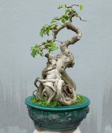Bodhi mini tree