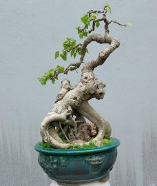 Bodhi mini tree