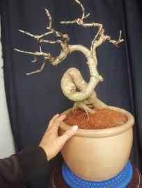 Em là Lộc Vừng...