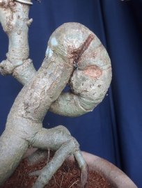 Em là Lộc Vừng...