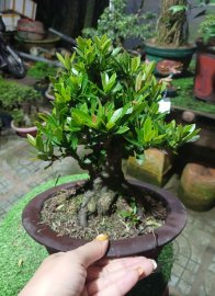 Mẫu đơn đỏ lùn lực full hoa ngay tết