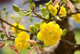 Mai vàng già, liền lạc đẹp chơi tết ạ
