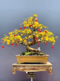 Bộ 3 mai vàng ạ❤️