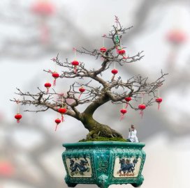 Bộ 3 mai vàng ạ❤️