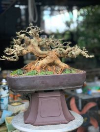 Linh sam sông hinh rin , trực lắc lực sĩ