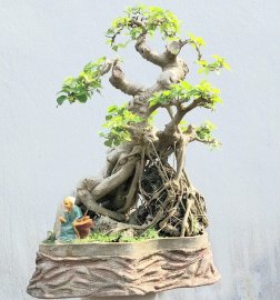 Cây bồ đề già ôm san hô lâu năm