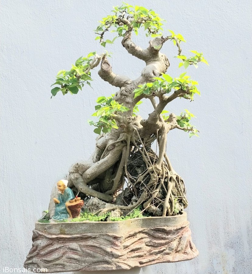 Cây bồ đề già ôm san hô lâu năm