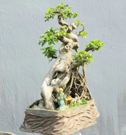 Cây bồ đề già ôm san hô lâu năm