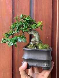 Scopolia nana mini tree 