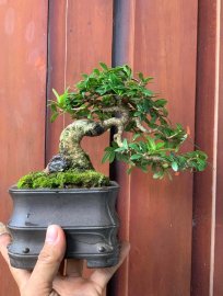 Scopolia nana mini tree 