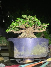 Sam trái trực lắc , đợi ngày lên chậu gl ae