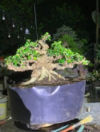 Sam trái trực lắc , đợi ngày lên chậu gl ae