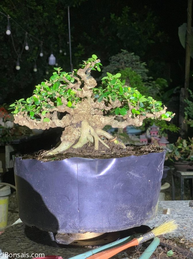 Sam trái trực lắc , đợi ngày lên chậu gl ae