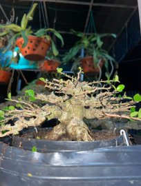 Antidesma acidum mini tree