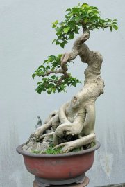 Bồ đề Bình Định