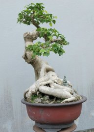 Bồ đề Bình Định