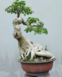 Bồ đề Bình Định