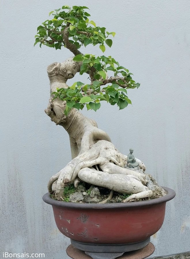 Bồ đề Bình Định