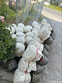 Tet's flowers