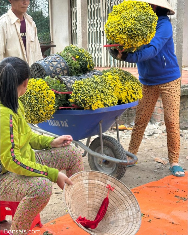Tet's flowers
