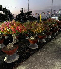 Tet's flowers