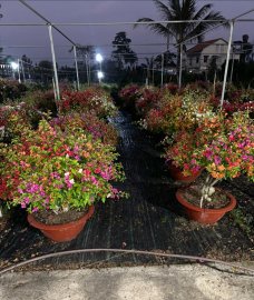 Tet's flowers