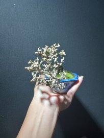 Antidesma acidum mini tree