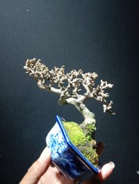 Antidesma acidum mini tree
