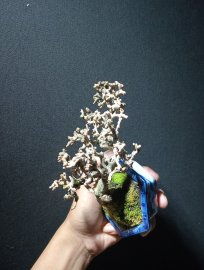 Antidesma acidum mini tree