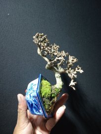 Antidesma acidum mini tree