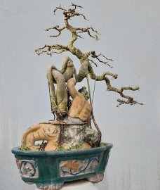 Sanh quê ôm tượng lâu năm