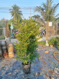 Yellow apricot trees