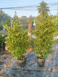 Yellow apricot trees