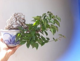 Em Giấy vàng cam zin...