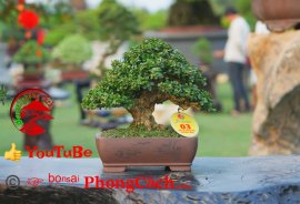 Phần 2: 1 số tác phẩm đẹp tại hội thi hoa kiểng - bonsai - mai vàng