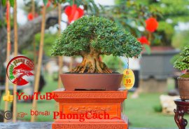 Phần 2: 1 số tác phẩm đẹp tại hội thi hoa kiểng - bonsai - mai vàng
