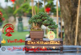 Phần 2: 1 số tác phẩm đẹp tại hội thi hoa kiểng - bonsai - mai vàng